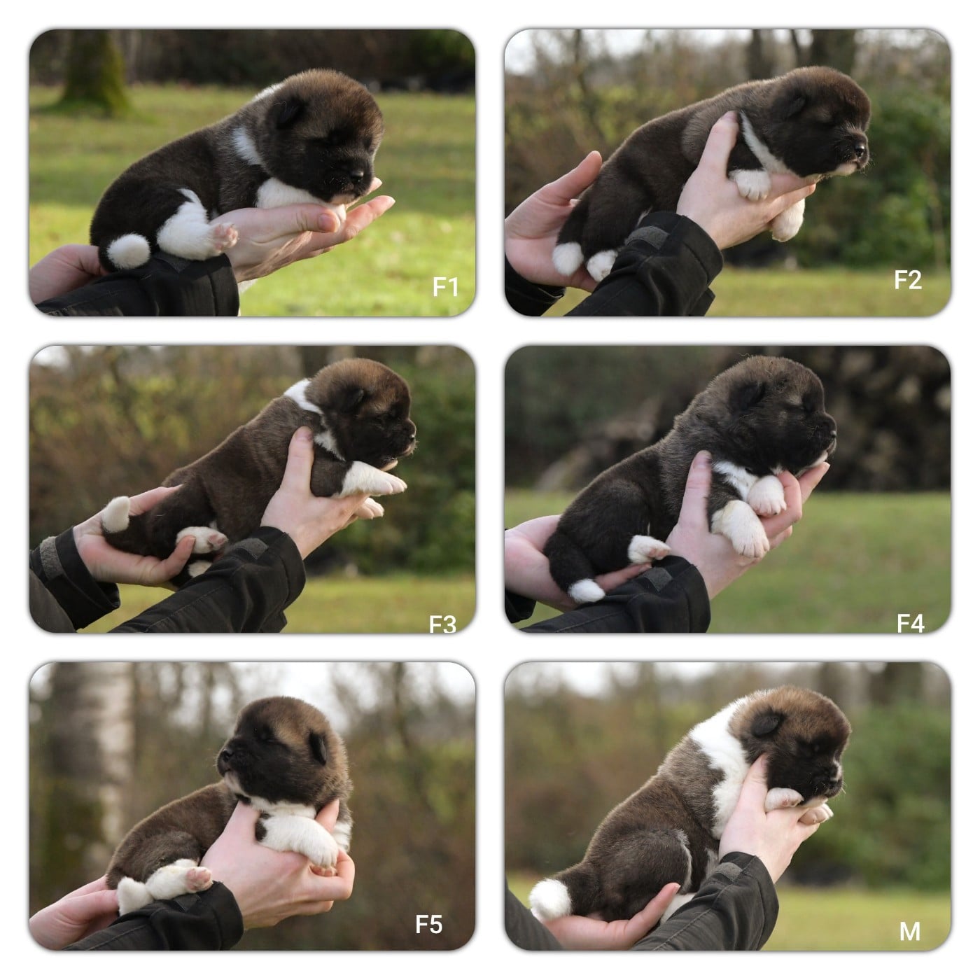 Akita americain - d'Aucérès