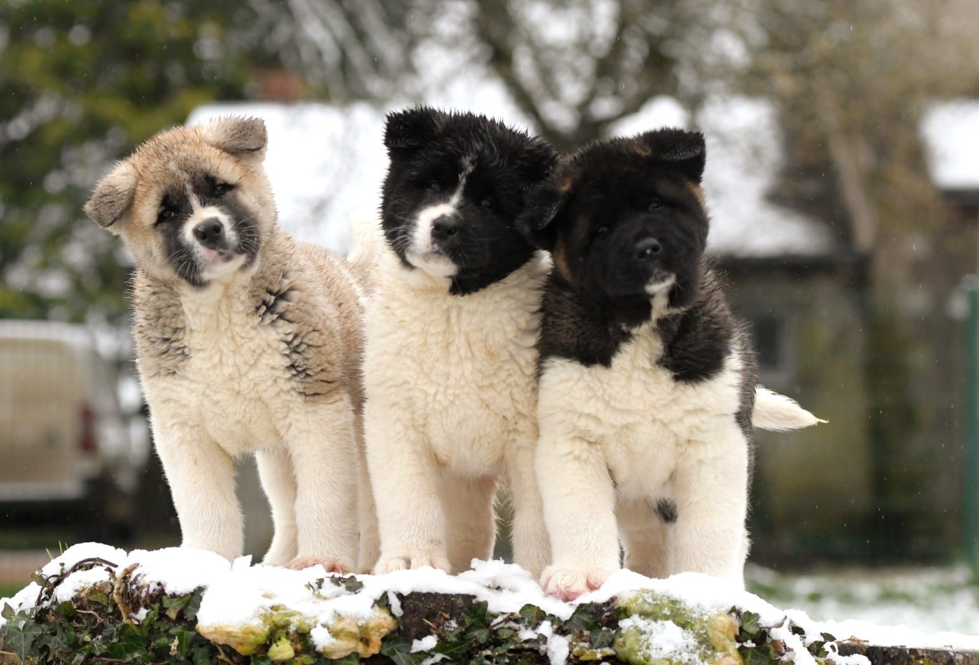 Akita americain - d'Aucérès