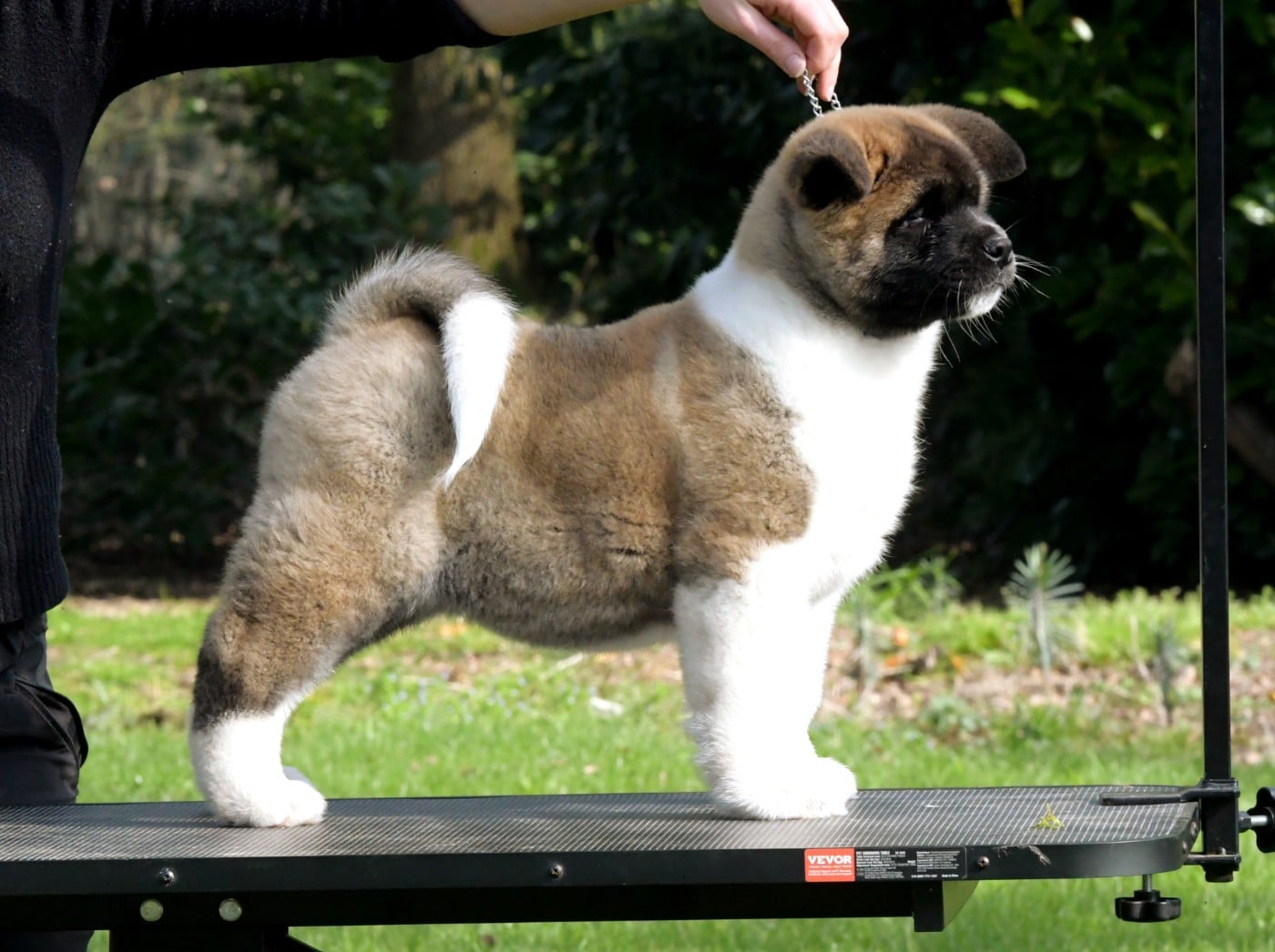 CHIOT 6 - Akita americain