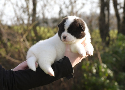 Les chiots de Akita americain