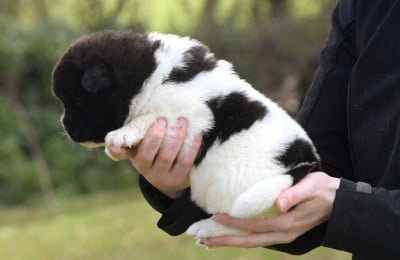 Les chiots de Akita americain