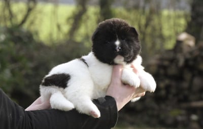 Les chiots de Akita americain