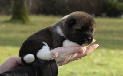 Les chiots de Akita americain