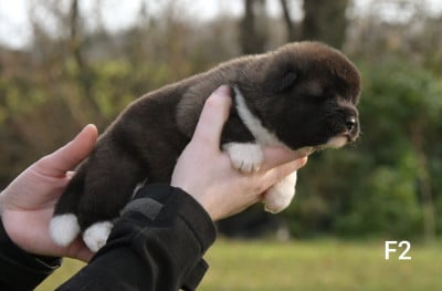 Les chiots de Akita americain