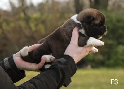 Les chiots de Akita americain