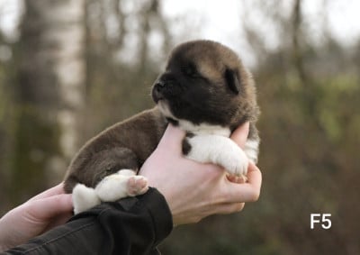 Les chiots de Akita americain