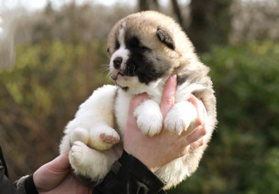 Les chiots de Akita americain