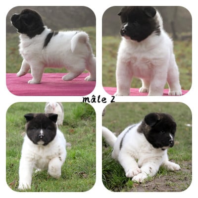 Les chiots de Akita americain