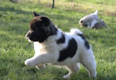 Les chiots de Akita americain