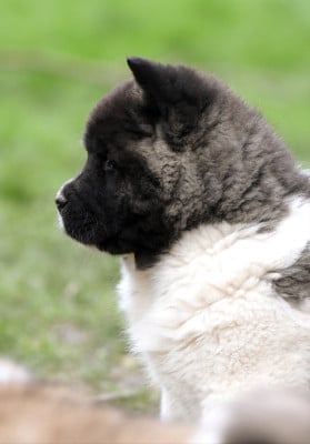 Les chiots de Akita americain