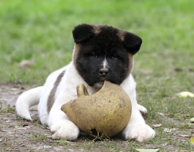 Les chiots de Akita americain