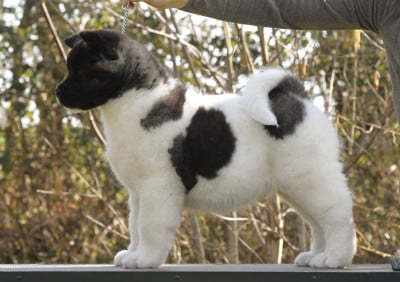 Les chiots de Akita americain