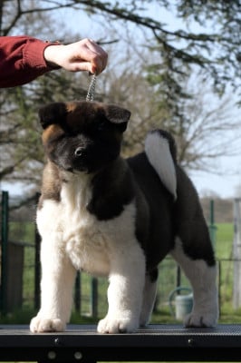 Les chiots de Akita americain