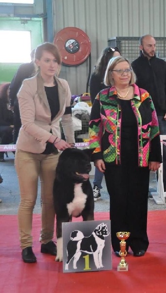 mara shima's Don abbondio - 1 Excellent classe ouverte mâle/RCACS