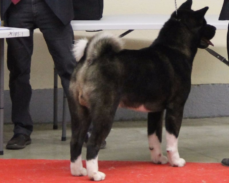 mara shima's Don abbondio - 1excellent classe Ouverte / meilleur de race