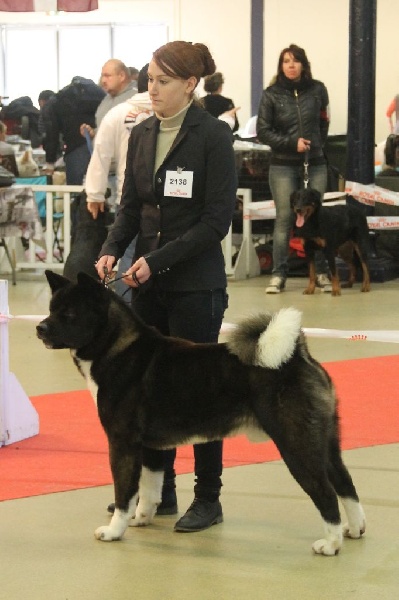 mara shima's Don abbondio - Réserve CACIB !!