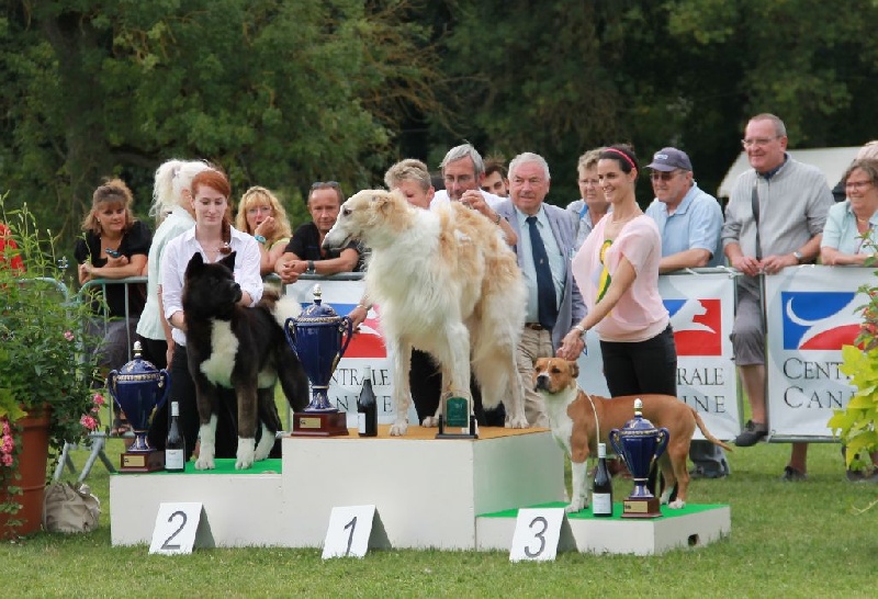 mara shima's Don abbondio - Meilleur de Race / Meilleur de son groupe / 2e Meilleur de l'Exposition
