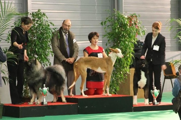 mara shima's Don abbondio - 1exc OM,CACS et meilleur de race et BOG3