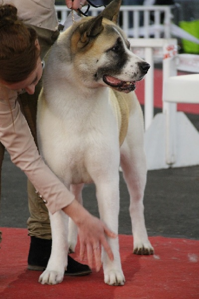 Grown to be the best Ultimate signature - C.A.C.S et R.C.A.C.I.B