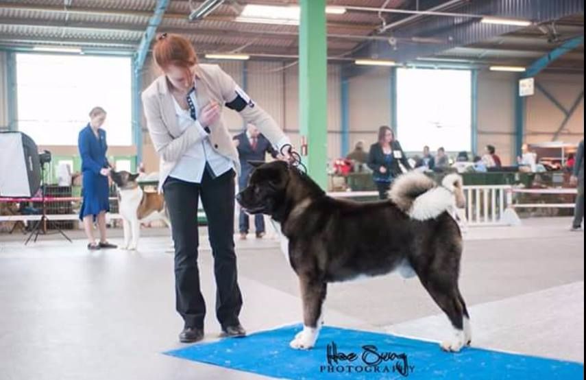 mara shima's Don abbondio - 2eme exc en classe Ouverte mâle