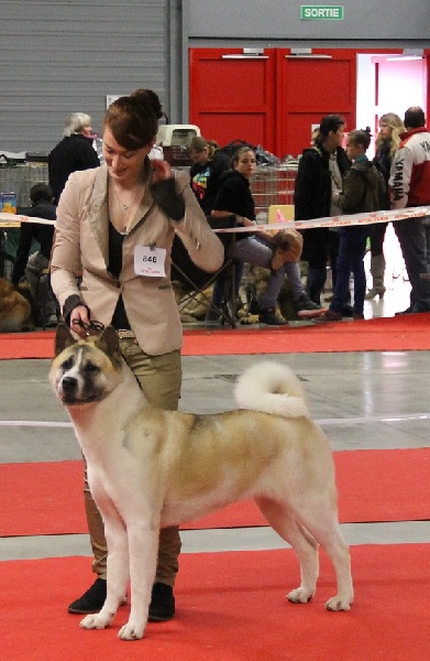 Grown to be the best Ultimate signature - C.A.C.S et Meilleure de race