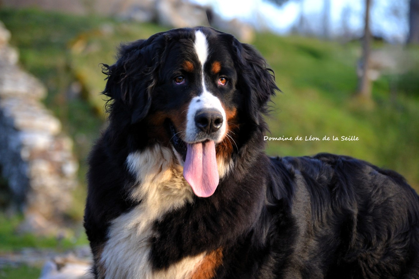 VALENCIA du roi des lacs