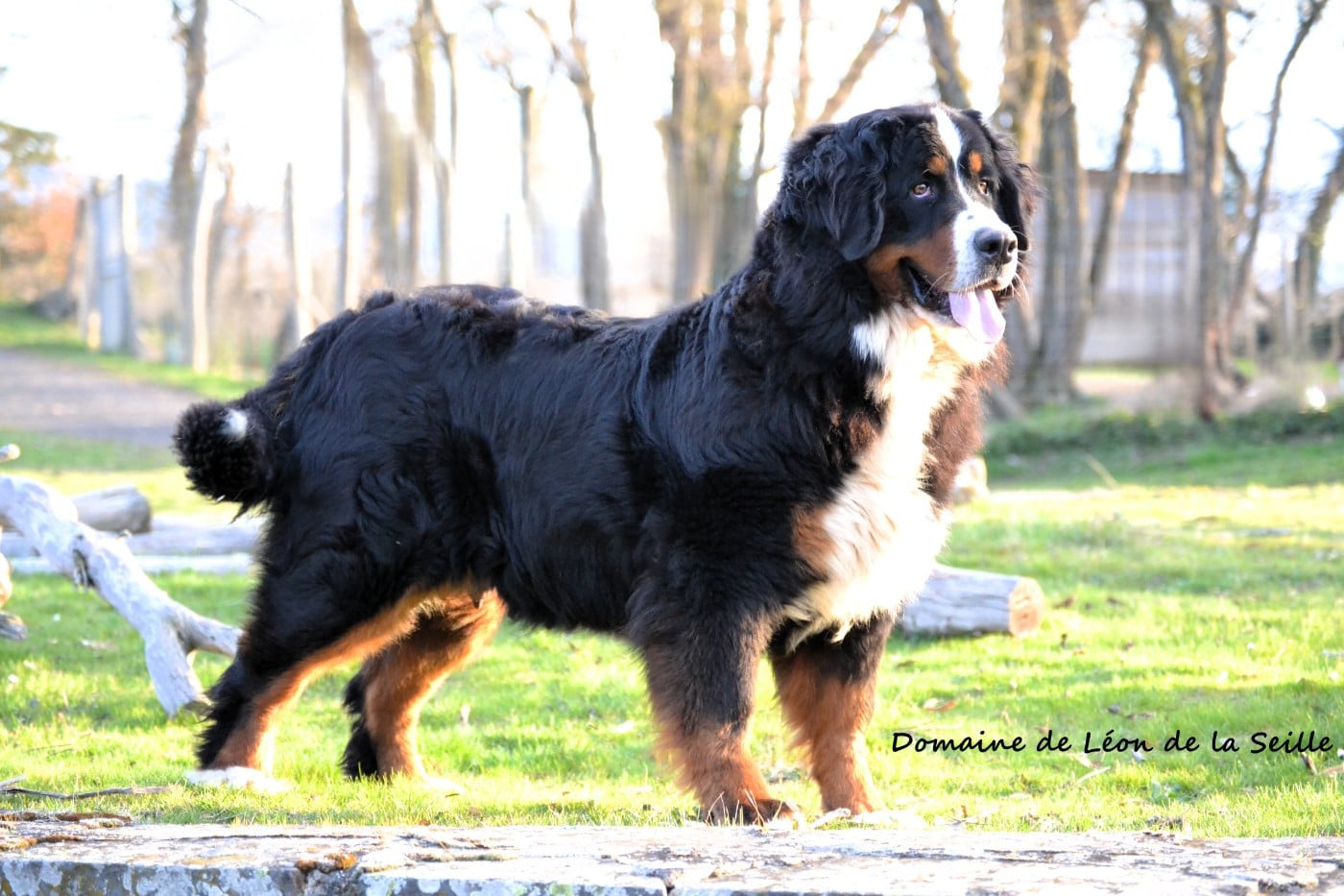 VALENCIA du roi des lacs