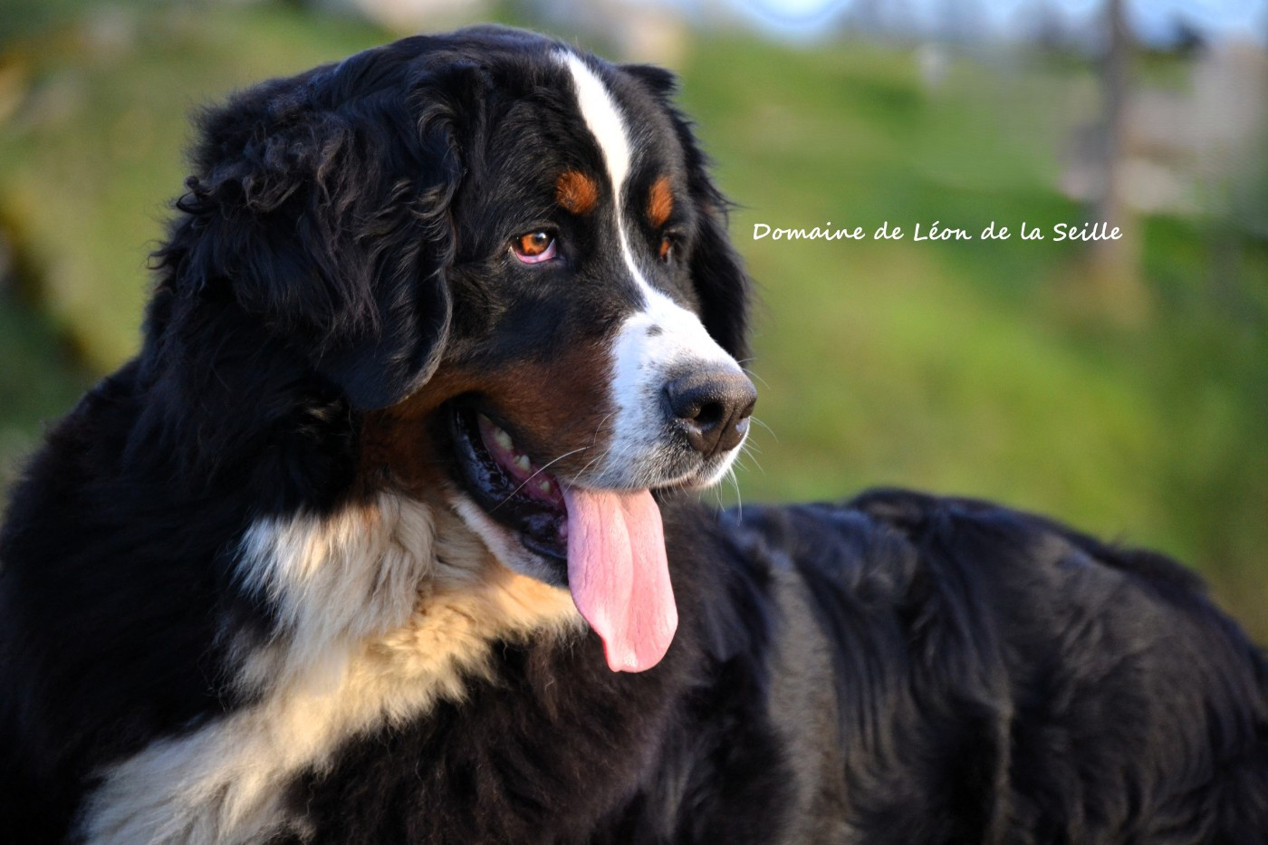 VALENCIA du roi des lacs