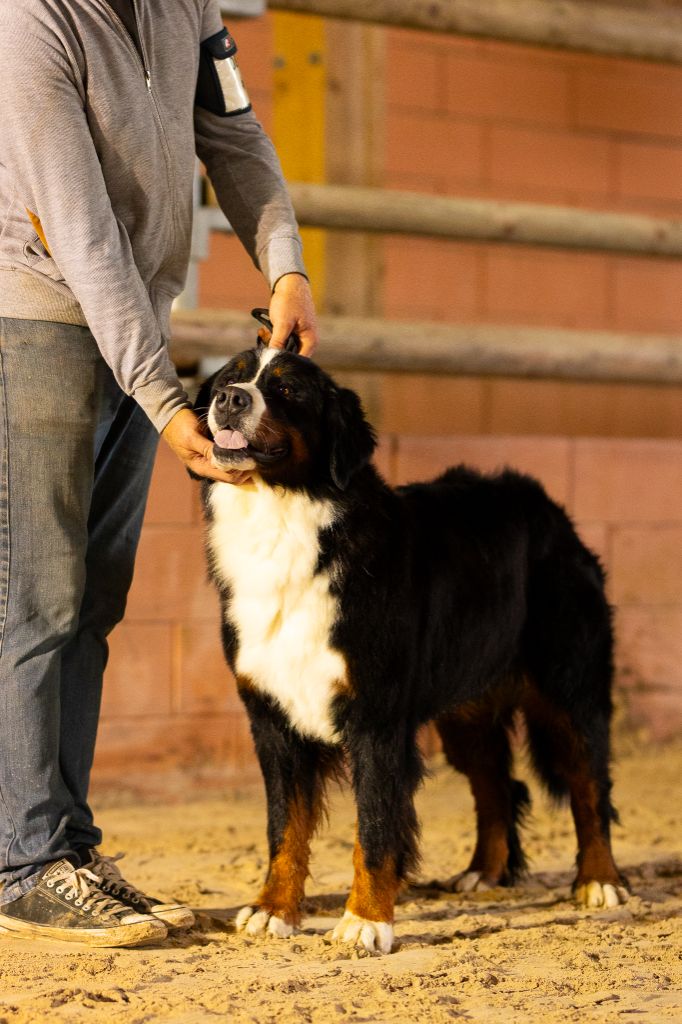 Una madrigal mivida du Domaine De Léon De La Seille