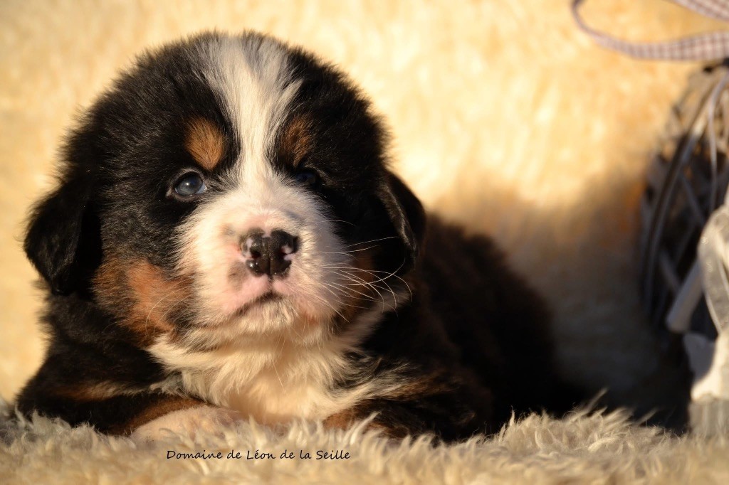 Vador dark vador du Domaine De Léon De La Seille