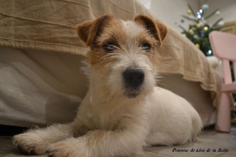 Publication : du Domaine De Léon De La Seille