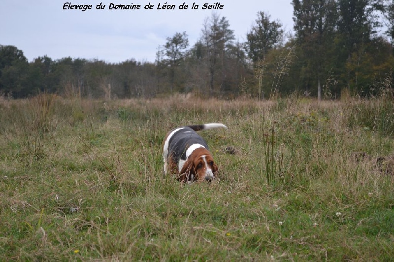 Publication : du Domaine De Léon De La Seille