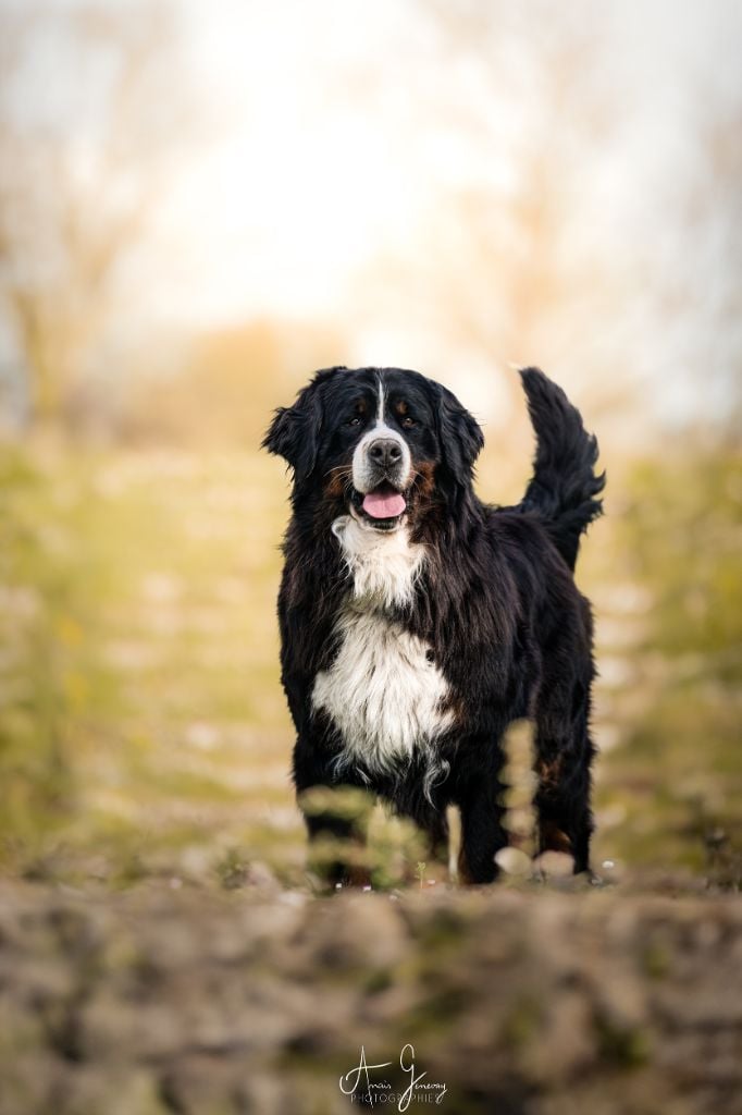 Trafalgar magic du Domaine De Léon De La Seille