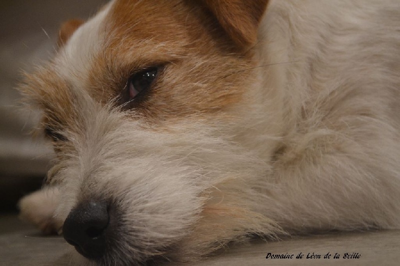 Publication : du Domaine De Léon De La Seille