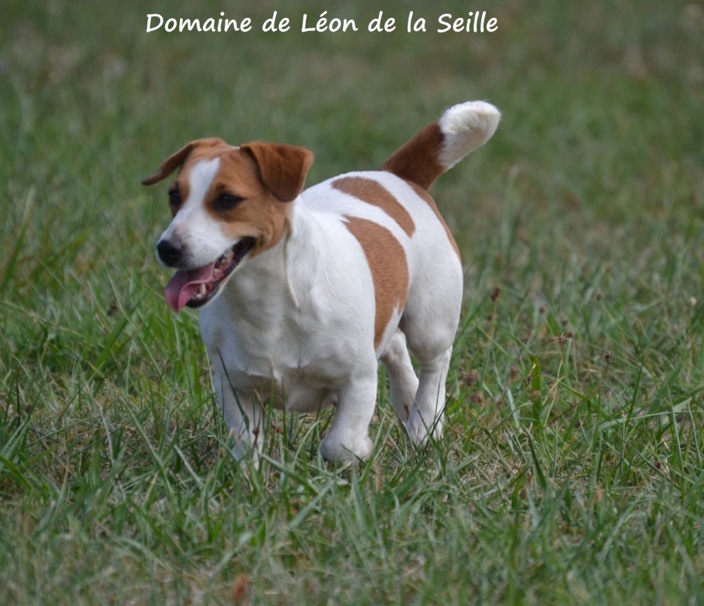 Publication : du Domaine De Léon De La Seille  Auteur : Elevage du Domaine de Léon de la