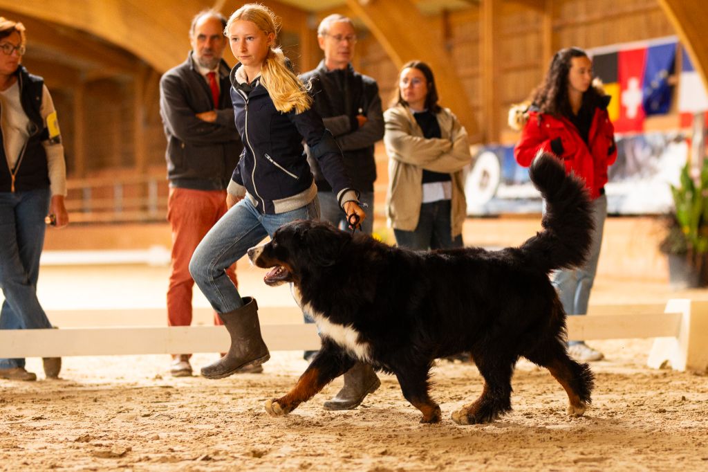 Trafalgar magic du Domaine De Léon De La Seille