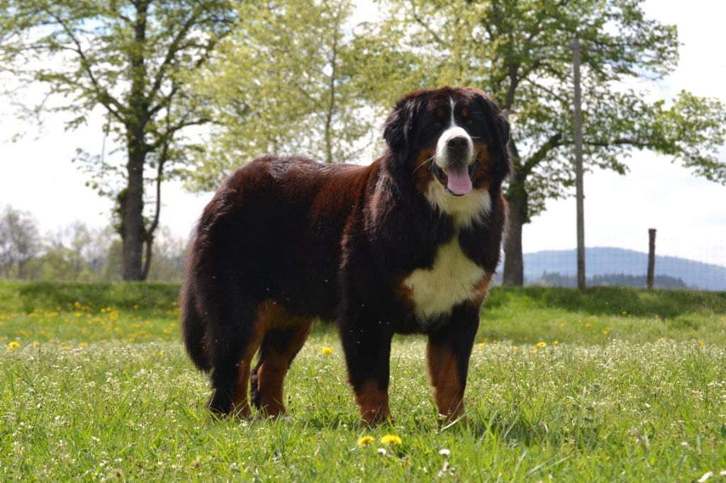 Trafalgar magic du Domaine De Léon De La Seille