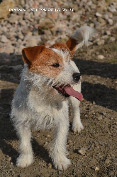 Publication : du Domaine De Léon De La Seille