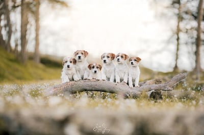 du Domaine De Léon De La Seille