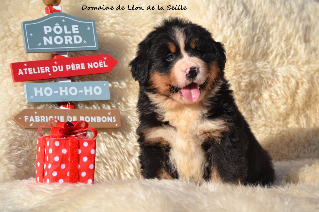 AVENTUS DU DOMAINE DE LEON DE LA SEILLE