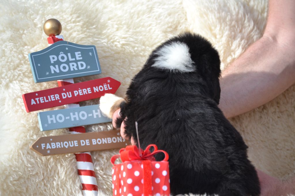 ANGUS DU DOMAINE DE LEON DE LA SEILLE