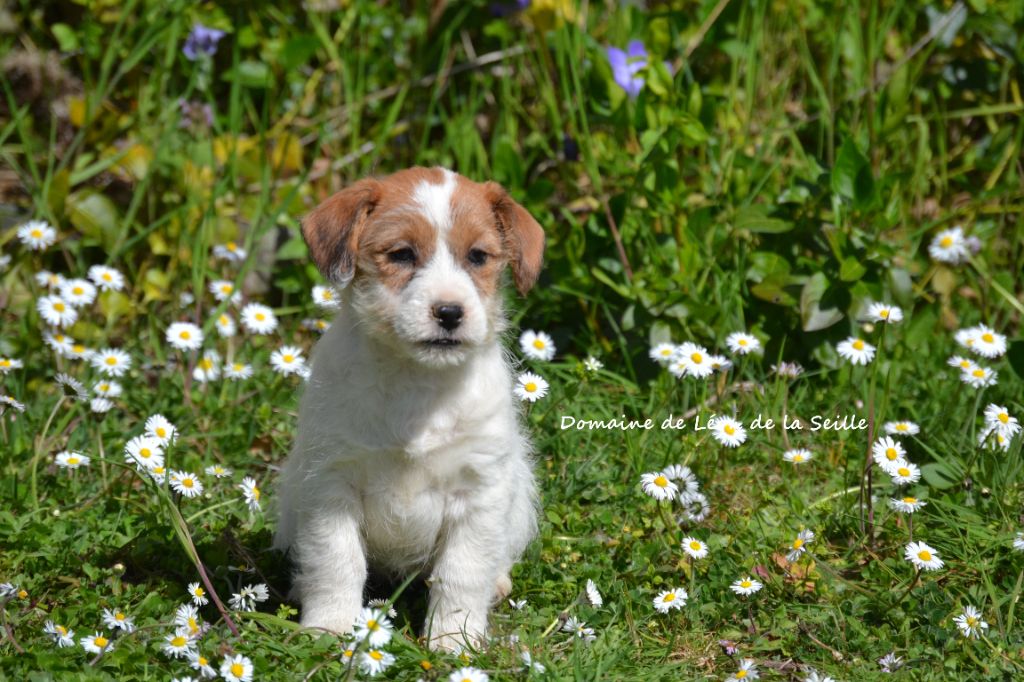 Absolutely love du Domaine de Léon de la seille
