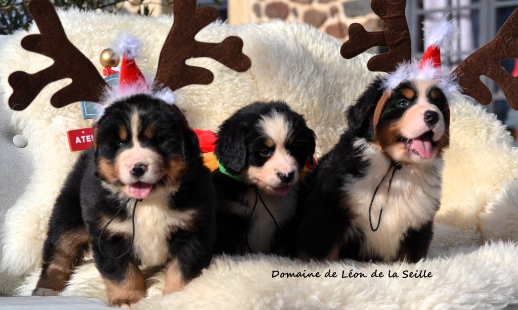 Bouvier Bernois - du Domaine De Léon De La Seille