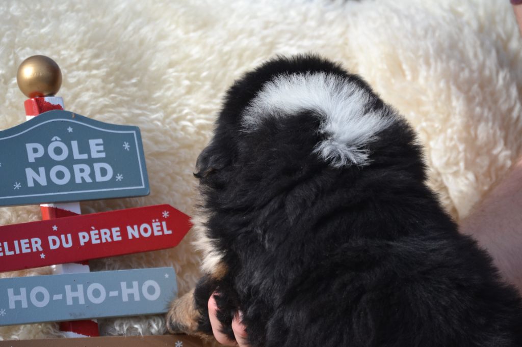 Aiko DU DOMAINE DE LEON DE LA SEILLE