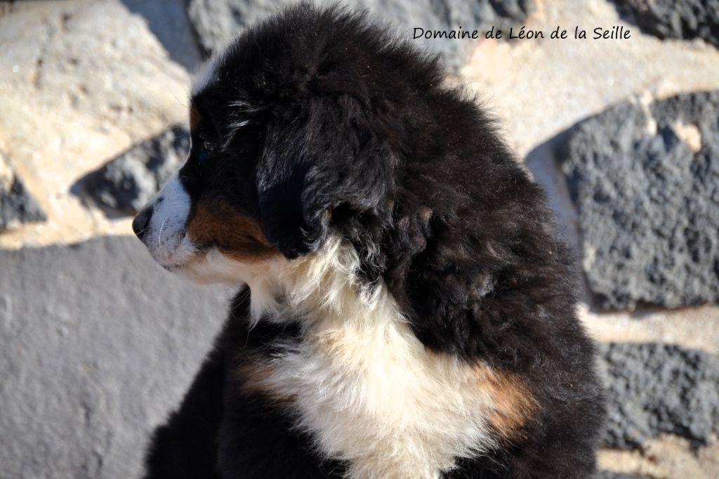 Valkyrie du domaine de Léon de la seille