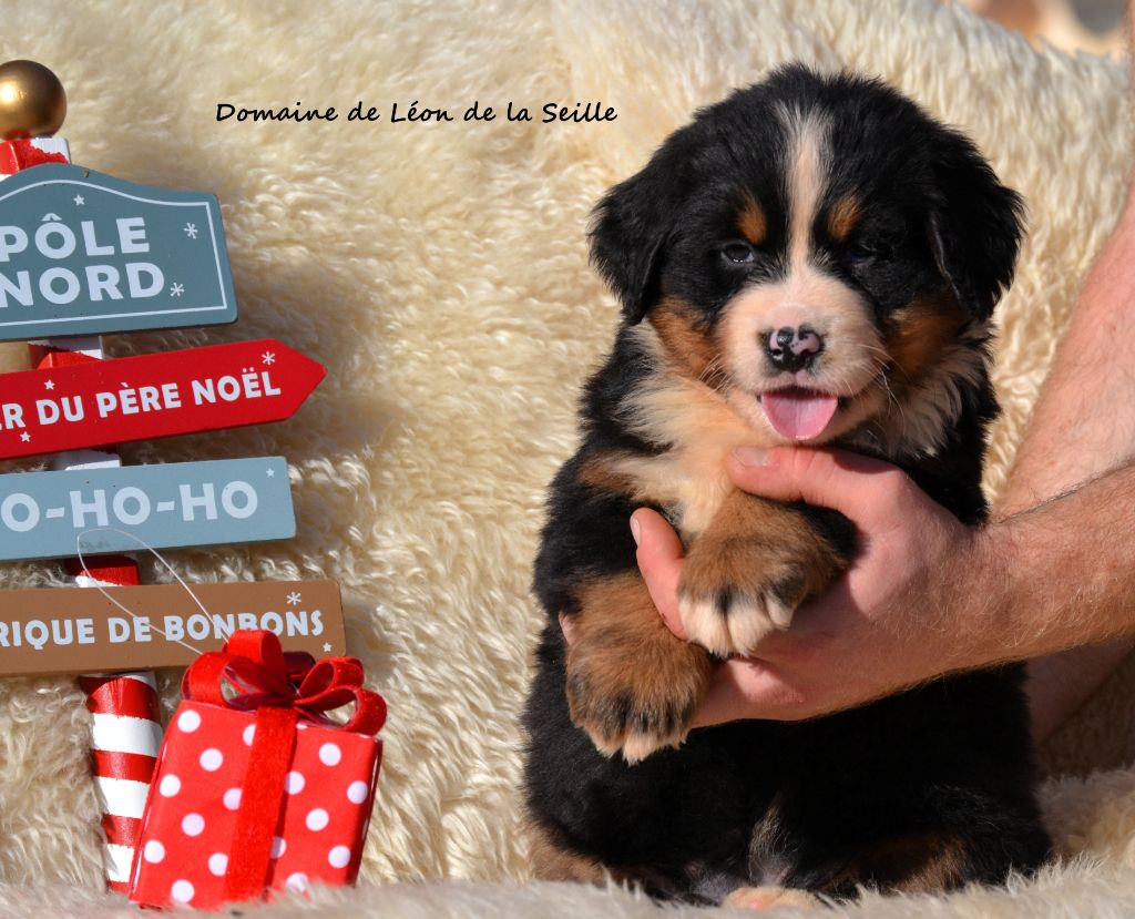 A PIPA DU DOMAINE DE LEON DE LA SEILLE