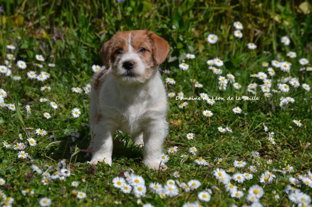 AMOUR DE MA VIE DU DOMAINE DE LEON DE LA SEILLE