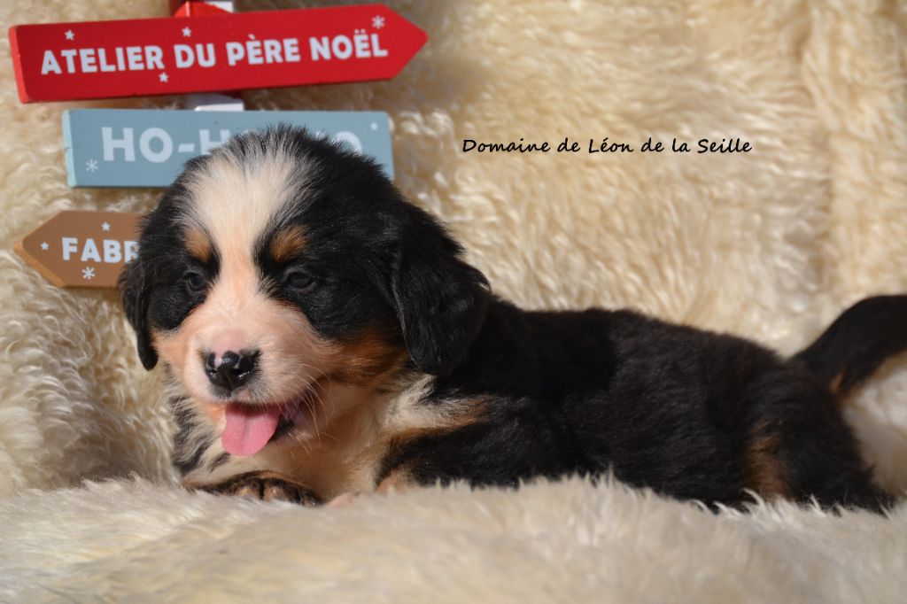 ARCANUM DU DOMAINE DE LEON DE LA SEILLE