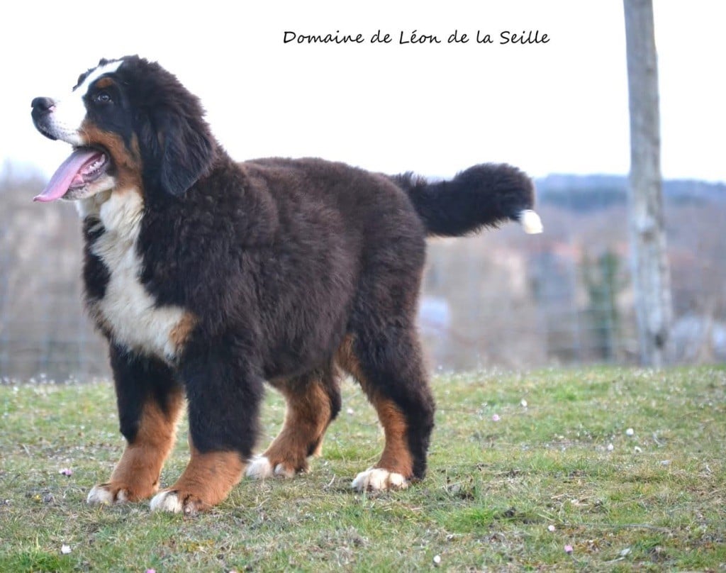 VALENCAY DU DOMAINE DE LEON DE LA SEILLE