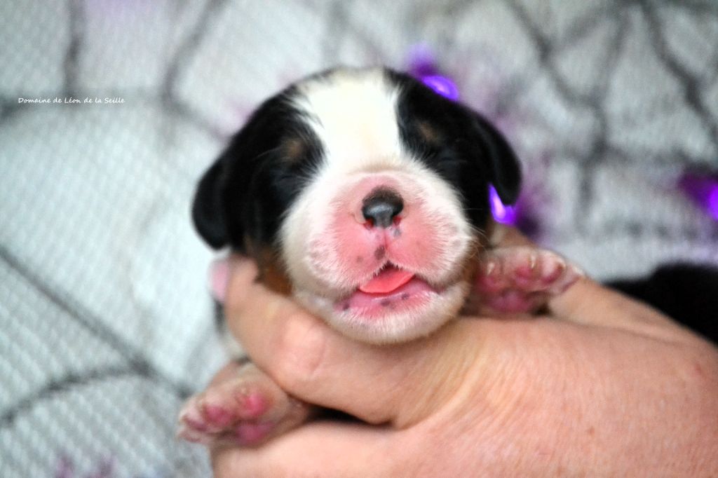 ALATAR DU DOMAINE DE LEON DE LA SEILLE